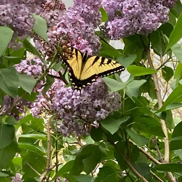 Meet your Posher, Carla - Picture 1 of 1